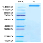 Human HLA-A*11