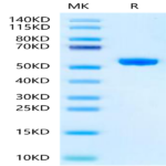 Human Peptide Ready HLA-A*02