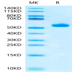 Biotinylated Human Peptide Ready HLA-A*02