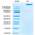 APC-equivalent Human Peptide Ready HLA-A*02