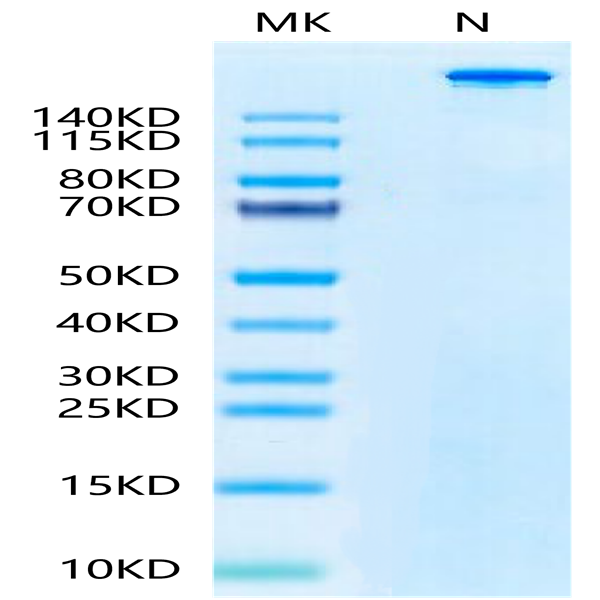 APC-equivalent Human Peptide Ready HLA-A*02 APC-equivalent Human Peptide Ready HLA-A*02