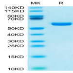 Human HLA-A*11