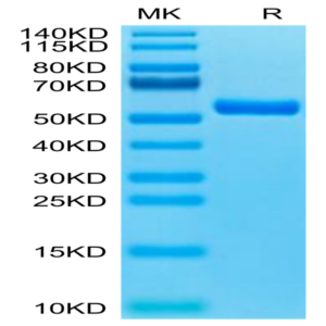 Biotinylated Human HLA-A*11