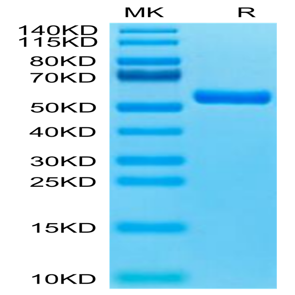Biotinylated Human HLA-A*11