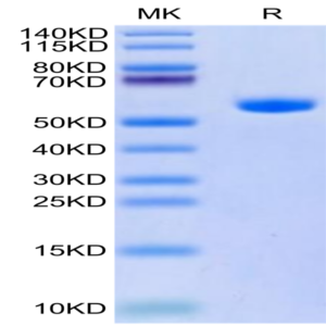 Human HLA-A*11