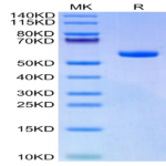 Biotinylated Human HLA-A*11