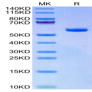 Biotinylated Human HLA-A*11
