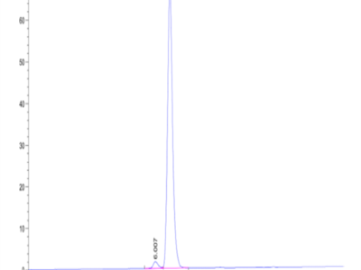 Human HLA-A*11