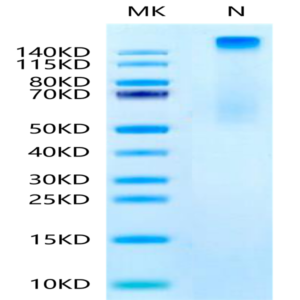 Human HLA-A*11