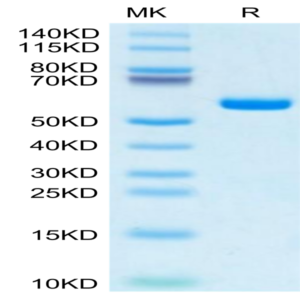 Human HLA-A*11