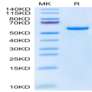 Biotinylated Human HLA-A*11