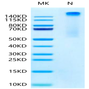 Human HLA-A*11