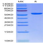 Biotinylated Human HLA-A*02