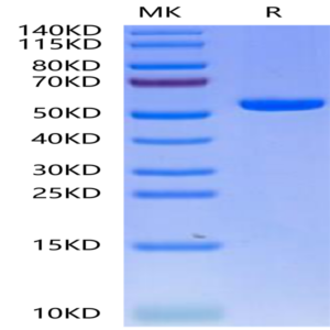 Biotinylated Human HLA-A*02