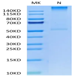 Human HLA-A*02