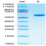 Human HLA-A*02