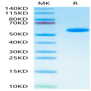 Human HLA-A*02