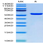 Biotinylated Human HLA-A*02