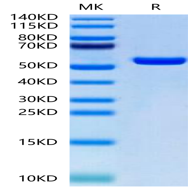 Biotinylated Human HLA-A*02