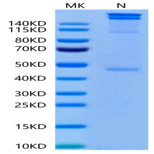 Human HLA-A*02