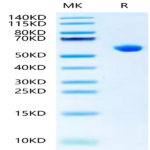 Biotinlylated Human HLA-B*15