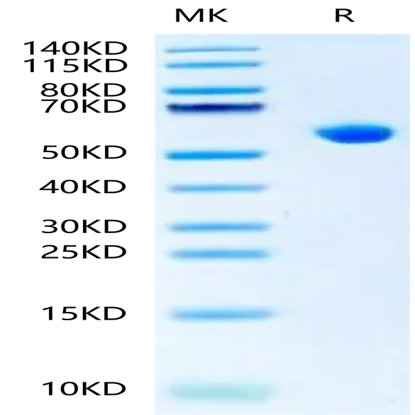 Biotinlylated Human HLA-B*15