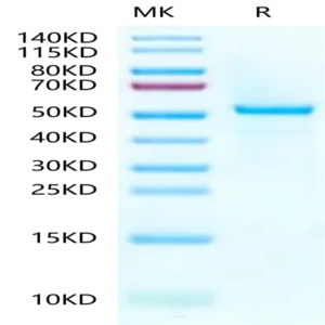 Human Peptide Ready HLA-A*03