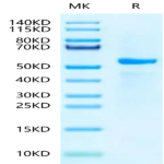 Biotinylated Human Peptide Ready HLA-A*03