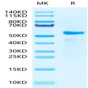 Biotinylated Human Peptide Ready HLA-A*03
