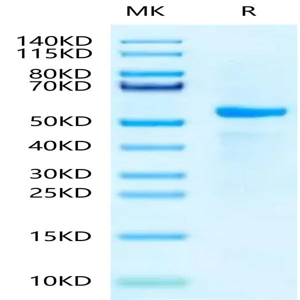 Biotinylated Human Peptide Ready HLA-A*03