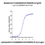 Biotinylated Human HLA-A*11