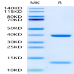 Biotinylated Human HLA-A*11
