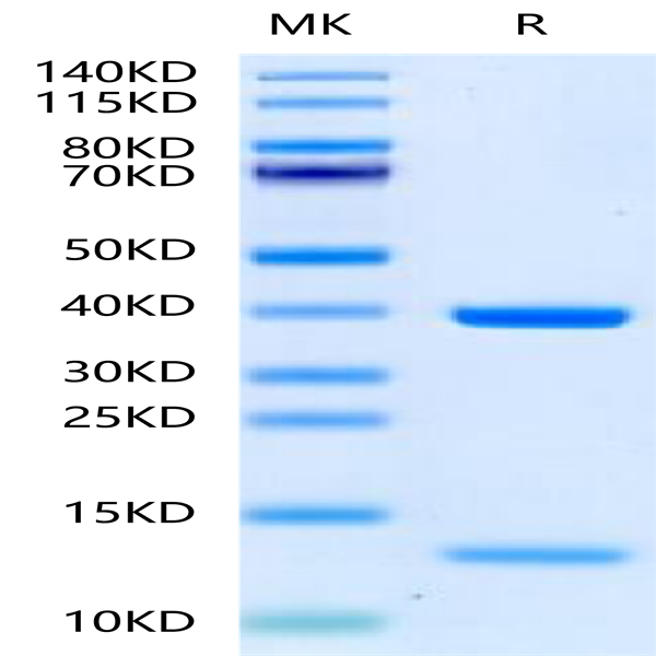 Biotinylated Human HLA-A*11