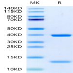 Biotinylated Human HLA-A*11