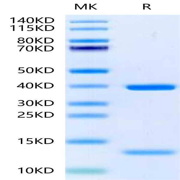 Biotinylated Human HLA-A*11