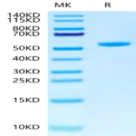 Human Peptide Ready HLA-G&B2M Monomer Protein (MHC-HM45R)