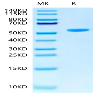 Human Peptide Ready HLA-G&B2M Monomer Protein (MHC-HM45R)