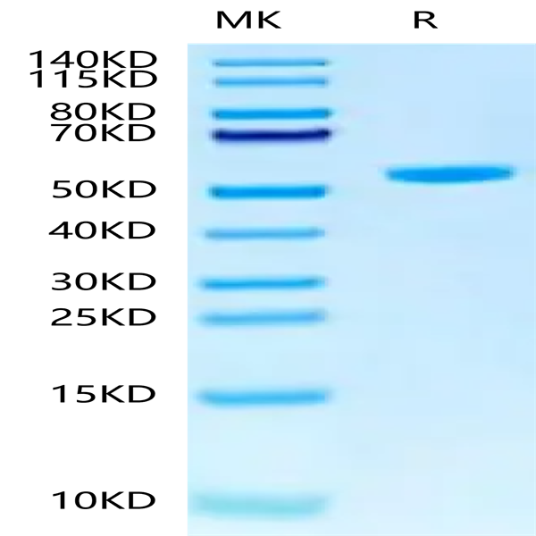 Human Peptide Ready HLA-G&B2M Monomer Protein (MHC-HM45R)