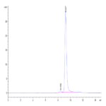 Biotinylated Human Peptide Ready HLA-G&B2M Monomer Protein (MHC-HM45RB)