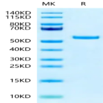 Biotinylated Human Peptide Ready HLA-G&B2M Monomer Protein (MHC-HM45RB)