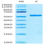 Human Peptide Ready HLA-A*24