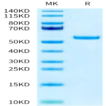 Biotinylated Human Peptide Ready HLA-A*24