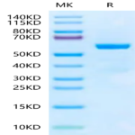 Mouse Qa-1b&B2M&Qdm (AMAPRTLLL) Monomer Protein (MHC-MM452)