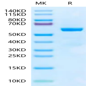 Mouse Qa-1b&B2M&Qdm (AMAPRTLLL) Monomer Protein (MHC-MM452)