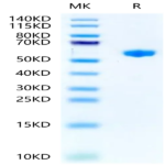 Mouse H-2K (b) &B2M&OVA (SIINFEKL) Monomer Protein (MHC-MM453)