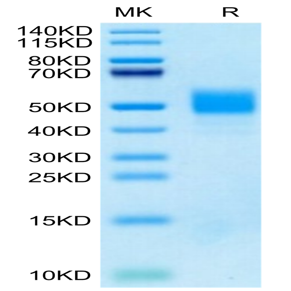 Cynomolgus MICA Protein (MIC-CM10A)