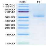 Human MICA alpha 3 Protein (MIC-HM3AD)