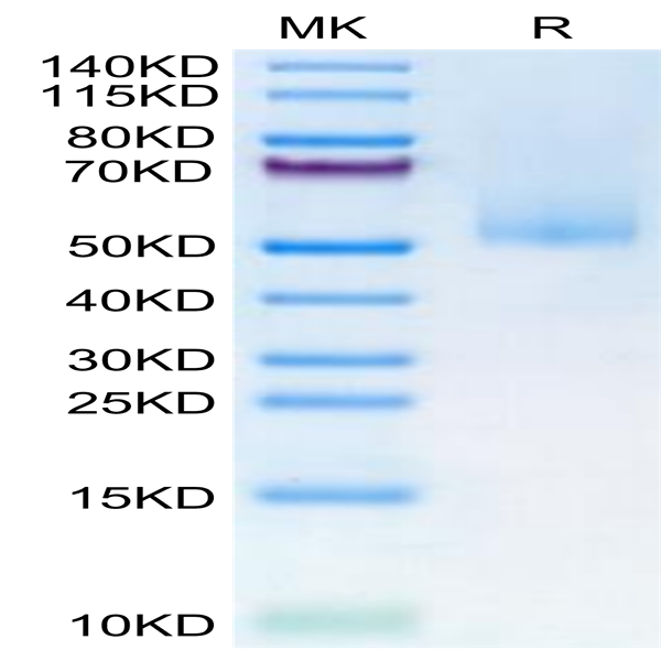 Human MICA alpha 3 Protein (MIC-HM3AD)