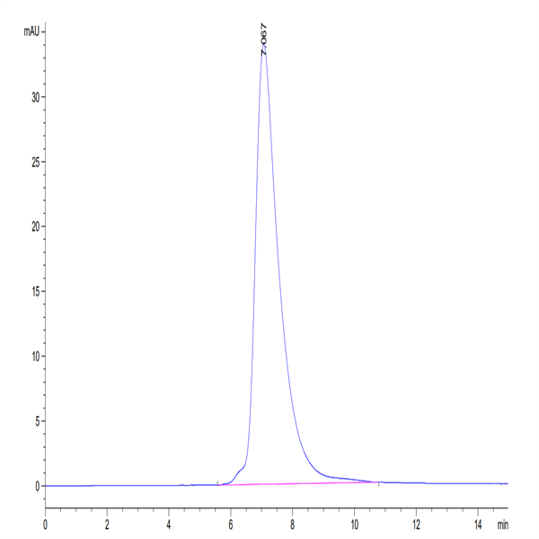 Biotinylated Human MICA Protein (MIC-HM40AB)