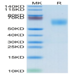 Biotinylated Human MICA Protein (MIC-HM40AB)